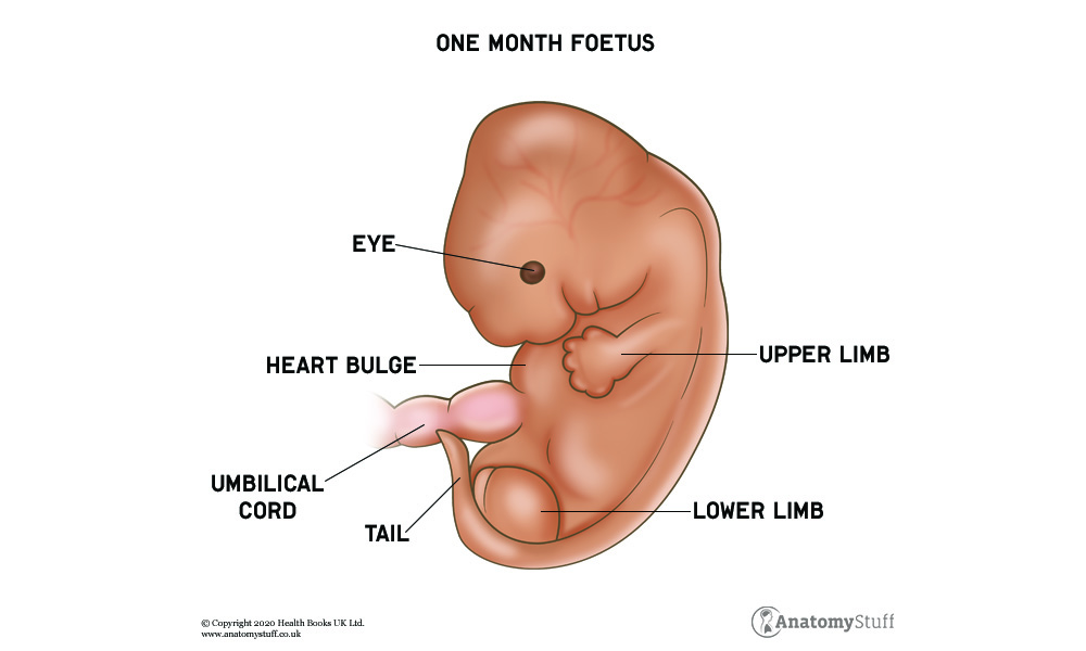Developmental-anatomy-foetus