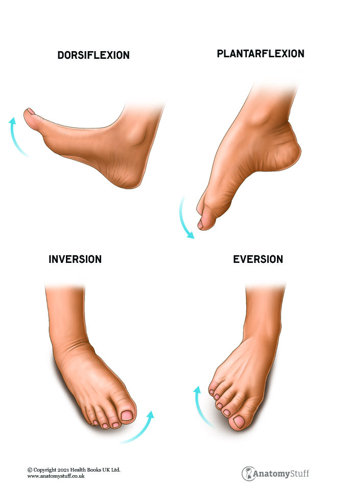 Foot and Ankle Anatomy - Range of Motion and Structure