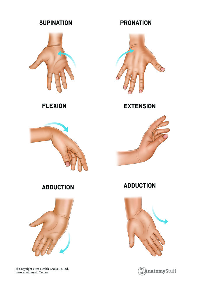 hand-wrist-motion-adduction