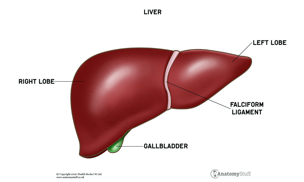 Organs sketch. Human body parts medical anatomy set liver hearts kidne By  ONYX | TheHungryJPEG