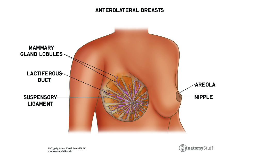 Female Breast Anatomy - Blood Supply & Mammary Glands