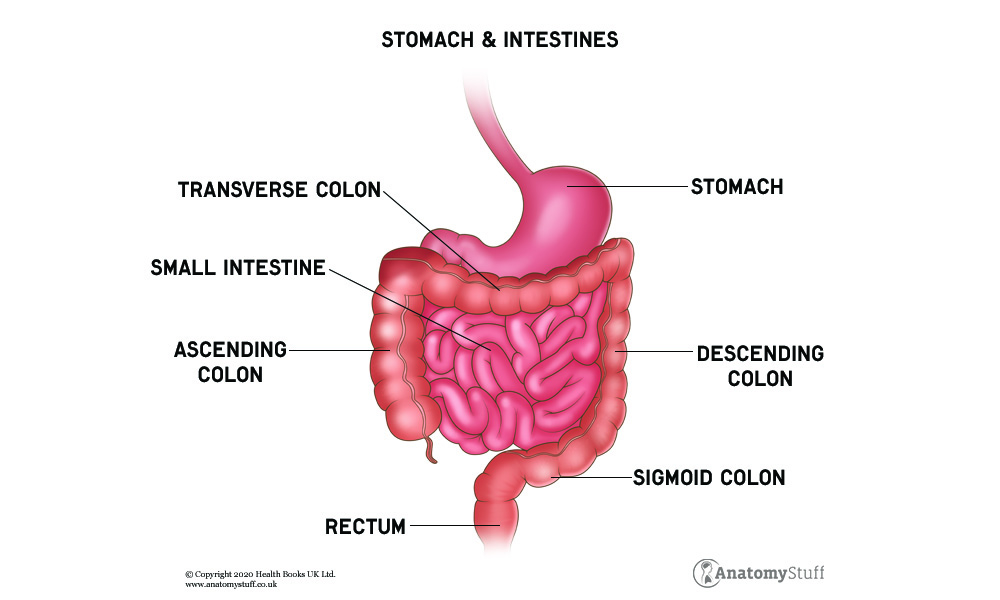 3D Illustration Of Small Intestine, Part Of Digestive System. Stock Photo,  Picture and Royalty Free Image. Image 58413538.