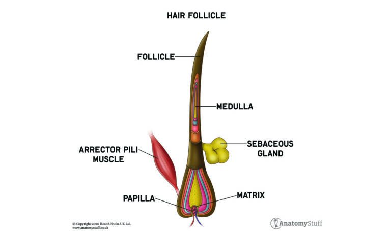 Hair Anatomy Hair Growth Anatomy Anatomystuff