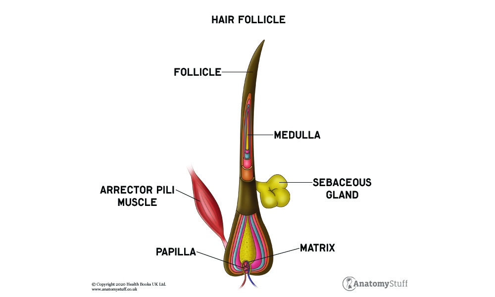Hair Anatomy | Hair Growth Anatomy | AnatomyStuff