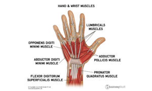 Hand & Wrist Anatomy Poster PDF