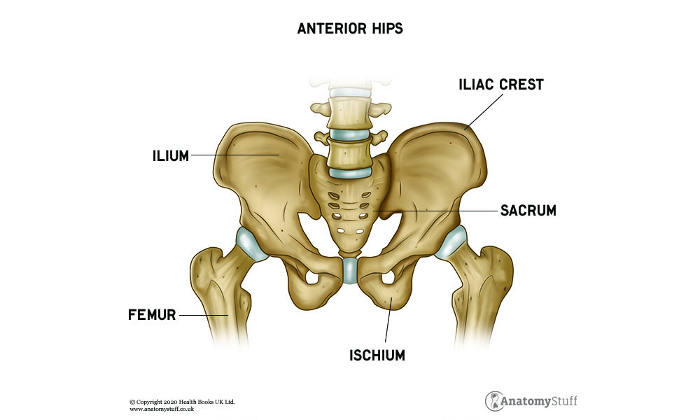 Hip Anatomy, FREE Medical Revision Resources
