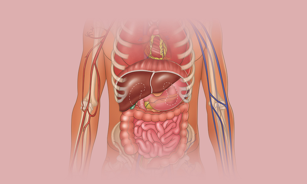Internal Organs Overview