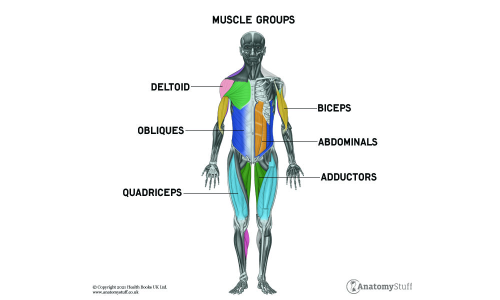muscle-groups-biceps-deltoid