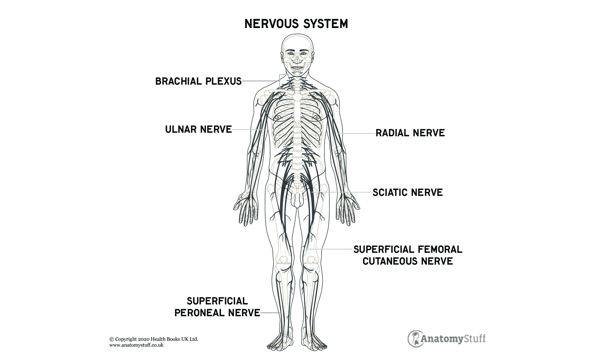 nervous-system-brachialplexus