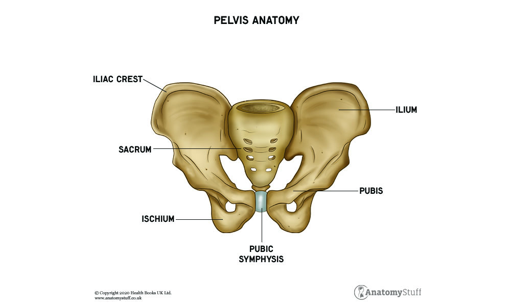 Pelvis Anatomy - Structure, Anatomy and Motion