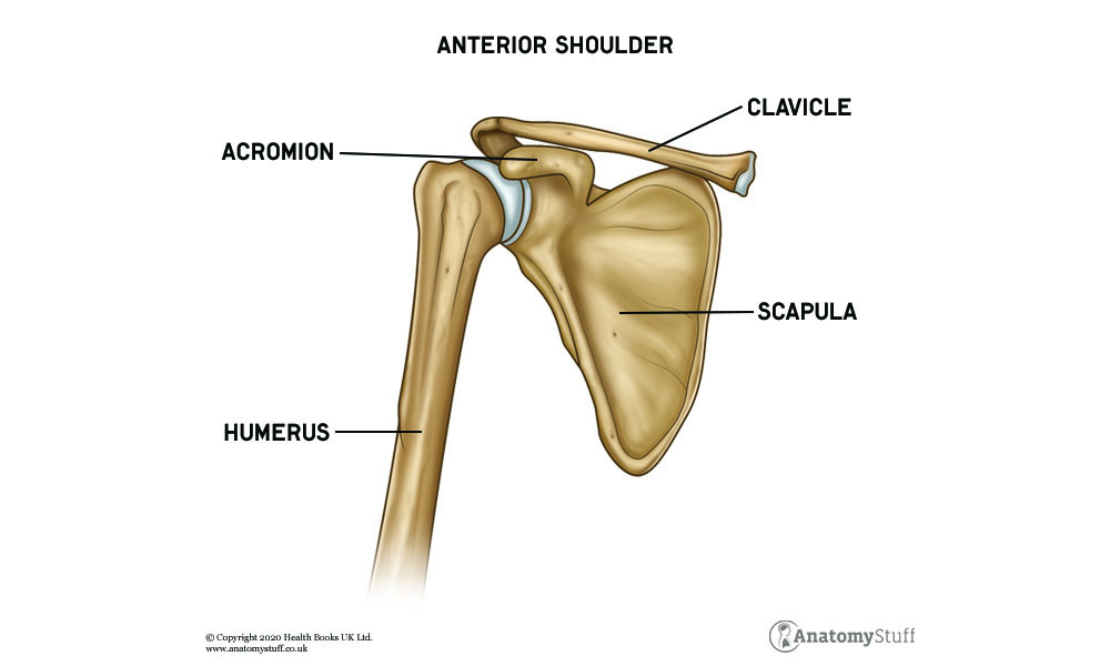 Shoulder Anatomy Scapula 