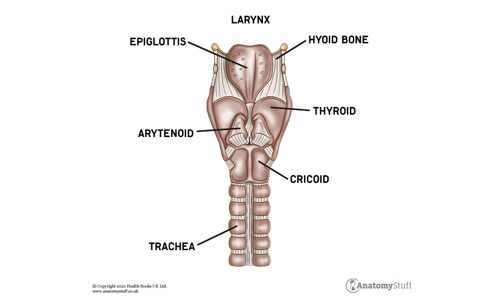 larynx-anatomy-trachea