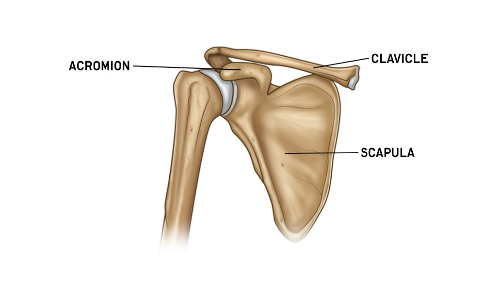 Shoulder Anatomy