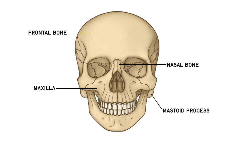 The Skull: Names of Bones in the Head, with Anatomy, & Labeled Diagram