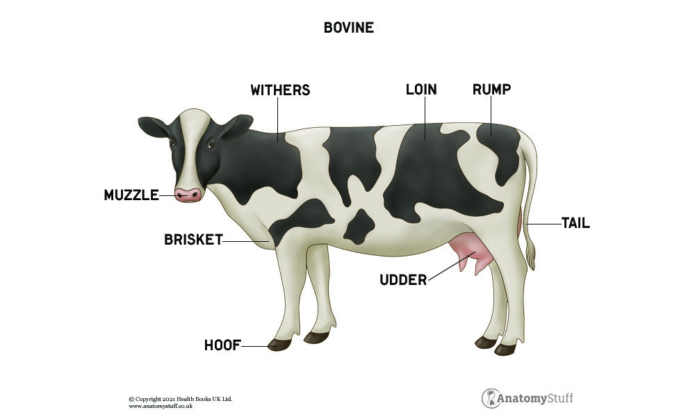 Cow Anatomy | Bovine Muscles & Skeleton | AnatomyStuff