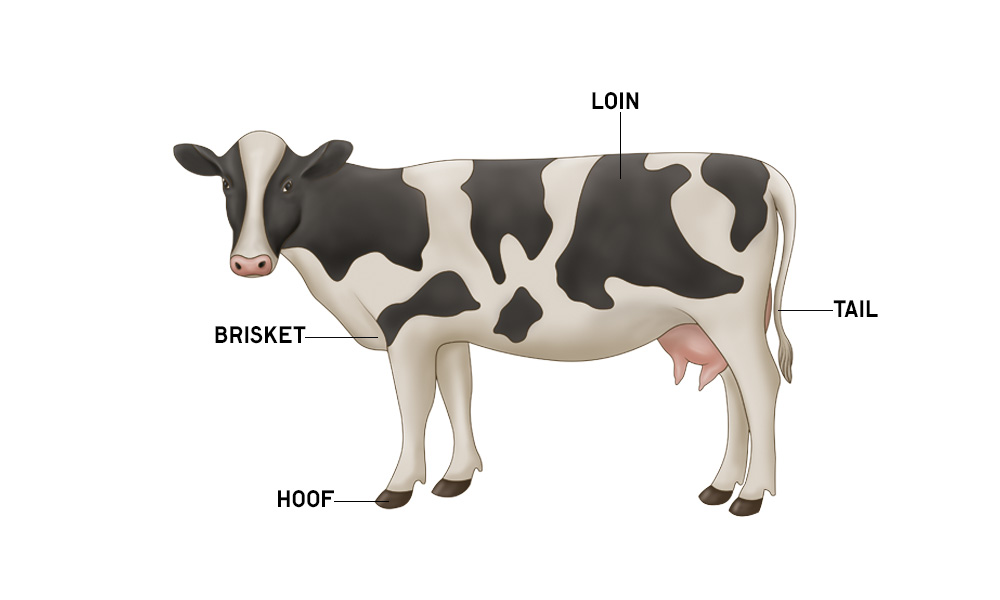 Cow Anatomy | Bovine Muscles & Skeleton | AnatomyStuff