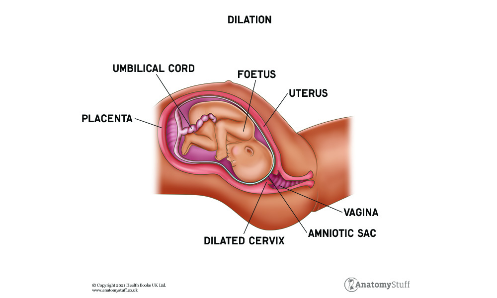 pregnancy-birth-anatomy