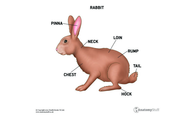 Anatomy Of Small Mammals Rabbit Anatomy Anatomystuff 9499