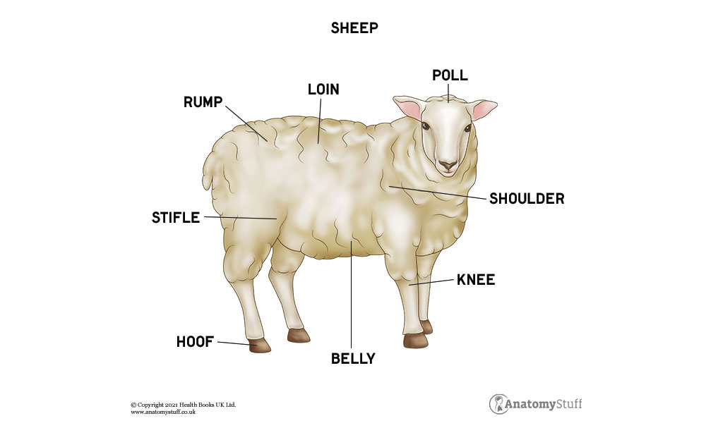 Sheep Anatomy | Sheep Organs, Muscles & Skeleton | AnatomyStuff