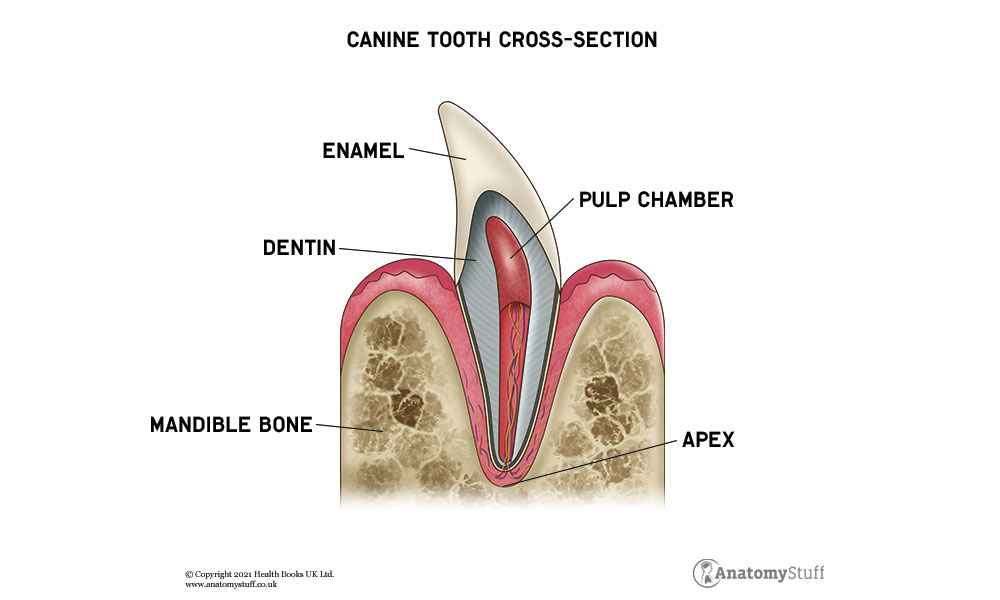 Canine Dental Anatomy | Dog's Teeth & Dental Health | AnatomyStuff