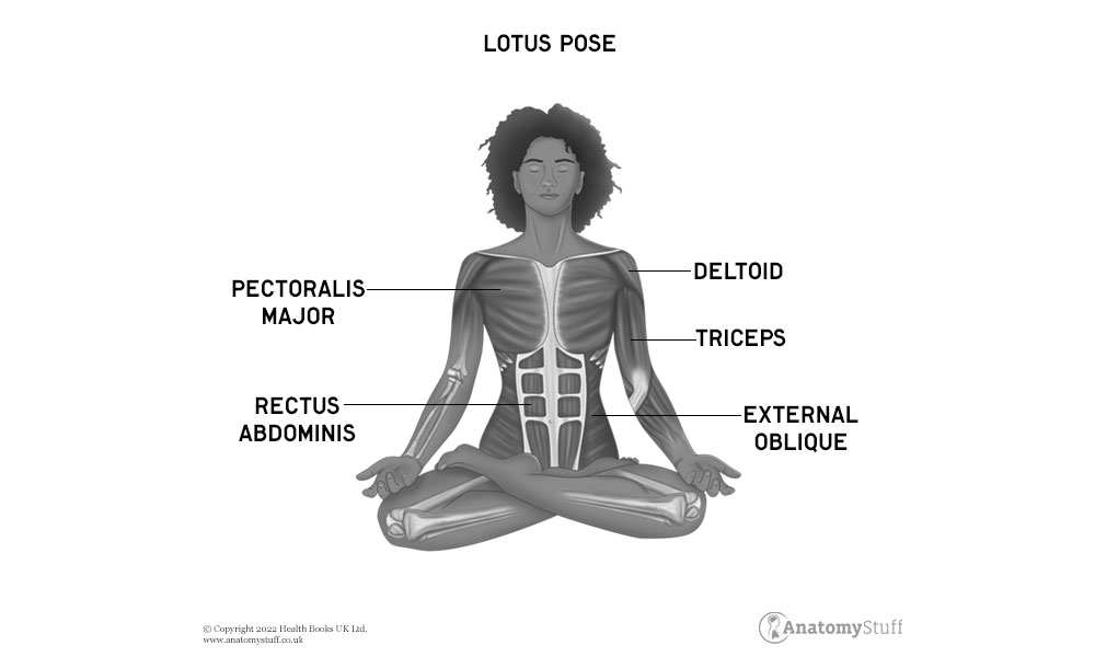 Ashtanga Namaskara (Knees Chest Chin Pose): How To Do, Benefits,  Contraindications - Fitsri Yoga