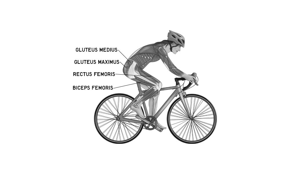 Cycling Anatomy | Phases of Cycling | AnatomyStuff