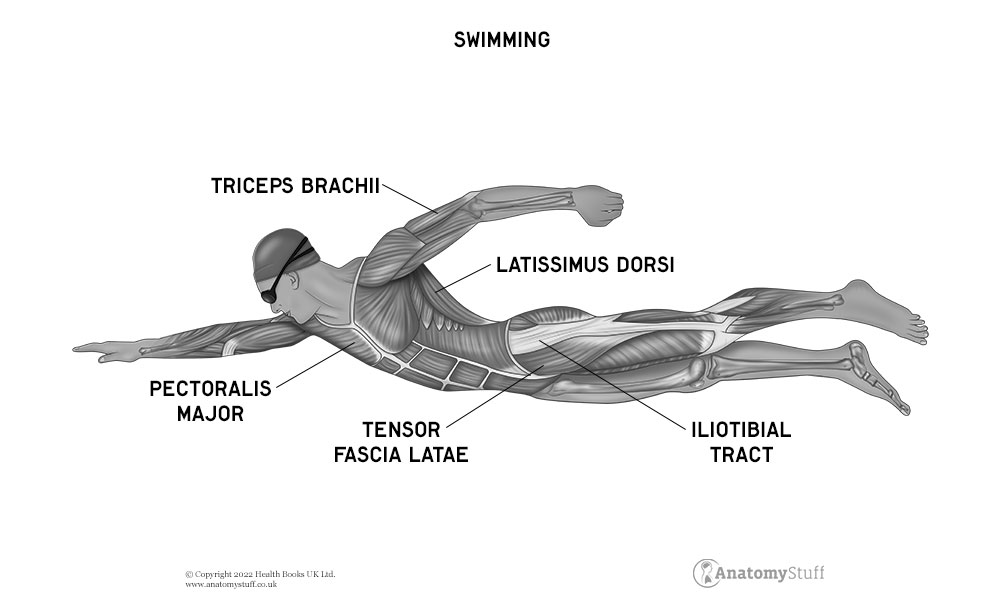 Swimming Anatomy, Benefits & Effects