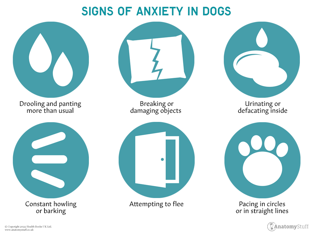 is drooling a sign of anxiety in dogs