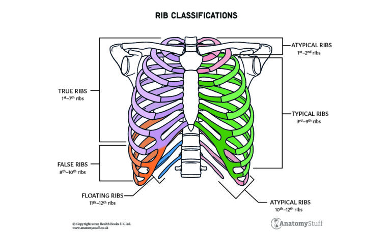 Thorax Anatomy Anatomystuff