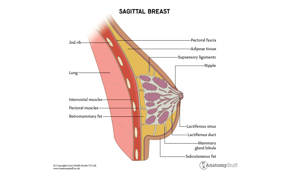 Normal breast anatomy - sagittal view – Medical Art Works