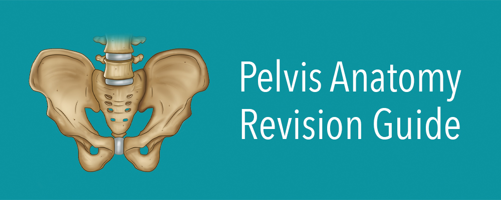 Pelvis, Definition, Anatomy, Diagram, & Facts