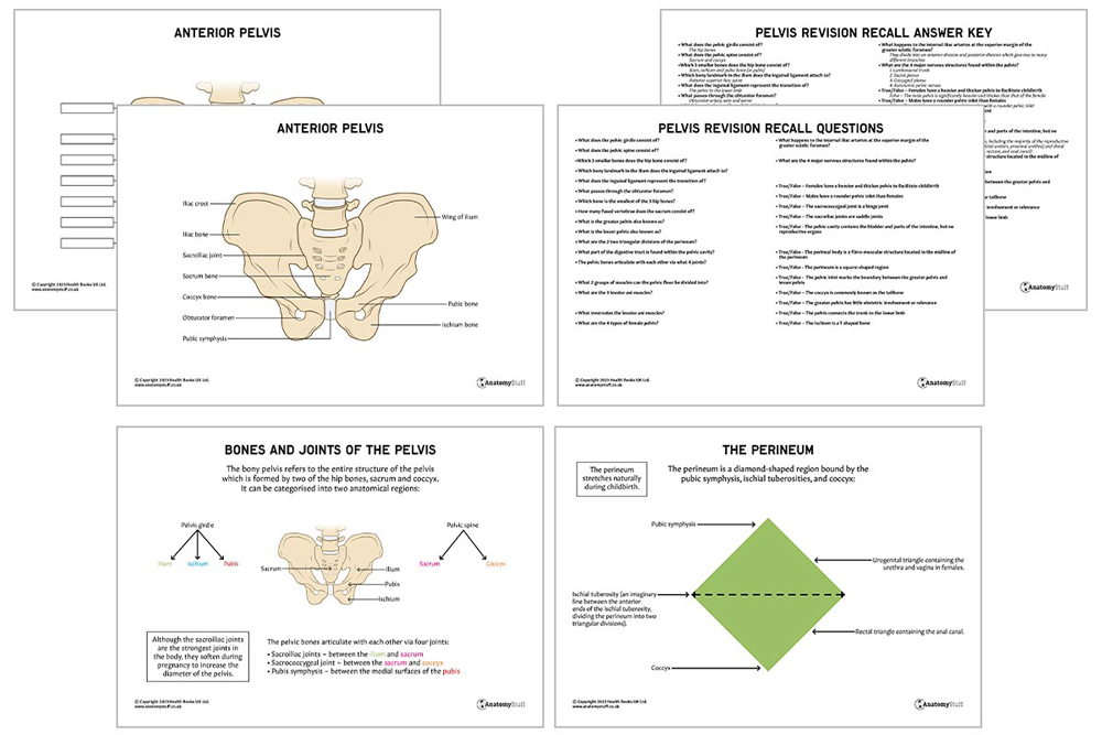https://free-resources.anatomystuff.co.uk/wp-content/uploads/2023/05/pelvis-anatomy-revision-guide-pdf-pack.jpg