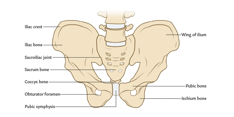 pelvis diagram