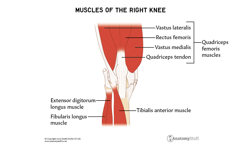Knee | Anatomy Revision | AnatomyStuff